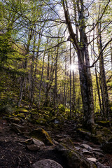 Sunbeam through the forest in spring along the hiking trail to the Ars Waterfall in Haut-Couserans, Ariège