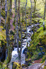 Ars River winding between rocks through the forest in spring in Haut-Couserans, Ariège