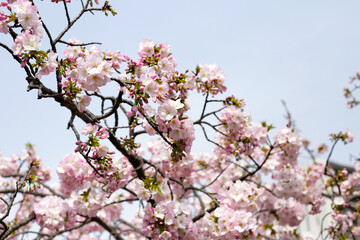 Branches of sakura flowers, cherry blossom