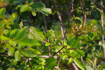 Brazilian peppertree (schinus terebinthifolia) in the garden