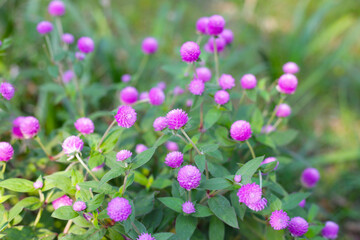 Globe amaranth pink flower or bachelor button flower