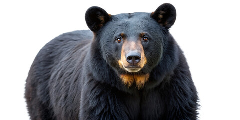 Fototapeta premium black bear wildlife mammal animal isolated on white background PNG