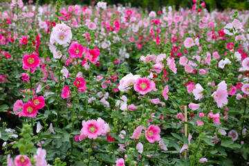 Beautiful hollyhock flower in the park