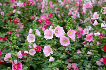 Beautiful hollyhock flower in the park