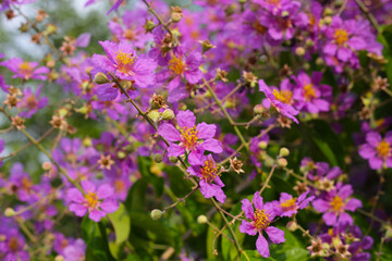 Lagerstroemia speciosa, Queen's crape myrtle , Pride of India.