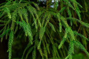 Cryptomeria japonica, evergreen tree of the family Cypress. Cryptoméria japónica. Plant background, texture. Japanese Cedar