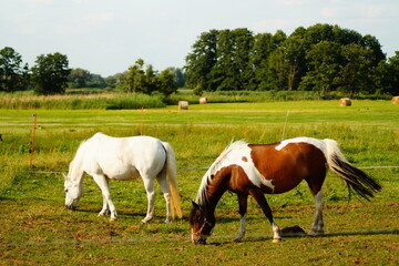 Obraz premium Tier, Pferd, Weide, Horizont, Himmel, Natur