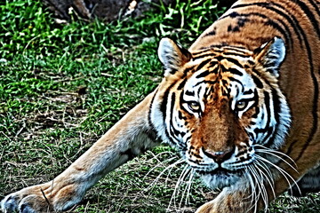 View of the Siberian tiger (Panthera tigris altaica)
