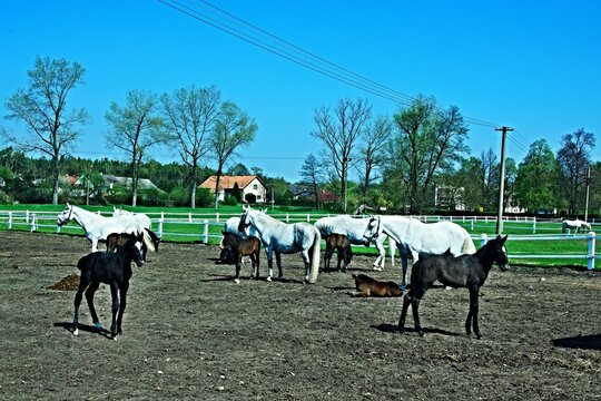 Czech Republic - view of the horses on pasture in Kladruby