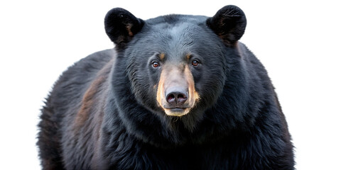Fototapeta premium black bear wildlife mammal animal isolated on white background PNG