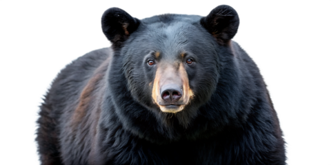 black bear wildlife mammal animal isolated on white background PNG