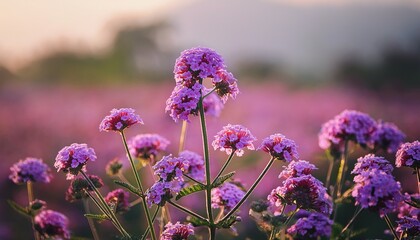 verbena flower photography purple