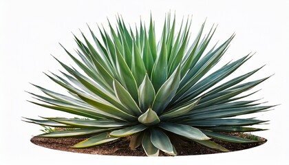 Fototapeta premium sisal agave with large spiky leaves short isolated
