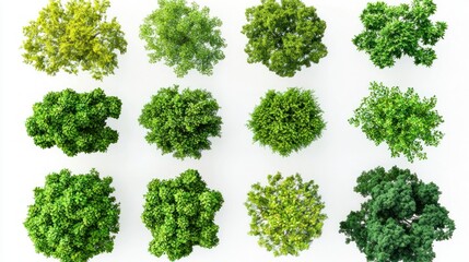 Obraz premium Set of green forest canopies with sunlight peeking through the leaves, top view on white background.