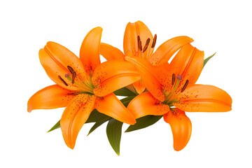 Three vibrant orange lilies with green leaves and prominent stamens.