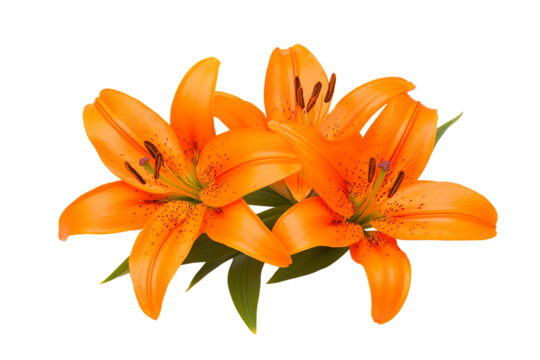 Three vibrant orange lilies with green leaves and prominent stamens.