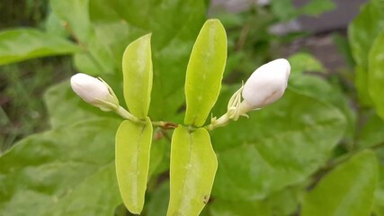 Arabian jasmine wet with dew. Khulna, Bangladesh. 28 April, 2025.

