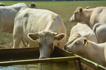 Tier, Rind, Weidehaltung, Tr&auml;nke, Natur, Sommer