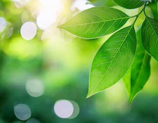 Naklejka premium closeup of beautiful nature view green leaf on blurred greenery background in garden with copy space using as background cover page concept