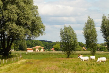 Weide, Tierhaltung, Dorf, Himmel, Natur, Sommer