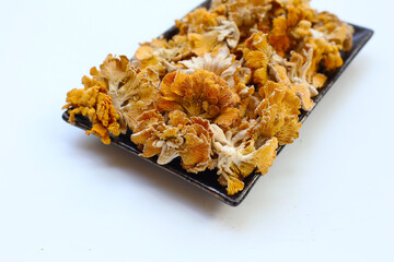 Splitgill mushroom or schizophyllum commune mushroom