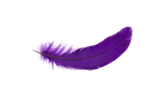 A single vibrant purple feather with delicate barbs and a gentle curve.