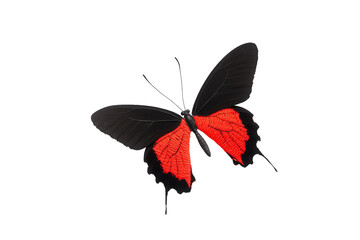 A black and red butterfly with delicate, elongated wings and intricate patterns.