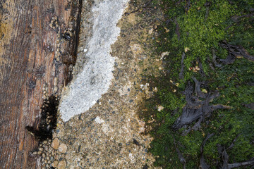Abstract close-up of a railway sleeper used at a harbor with growth around it