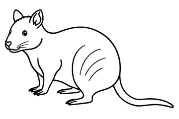 Quokka Sketch Vector