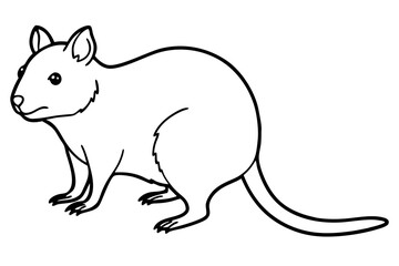 Quokka Sketch Vector