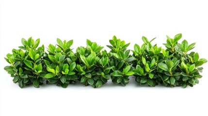 Obraz premium Set of medium-sized, healthy garden bushes with dark, glossy leaves on a white background.