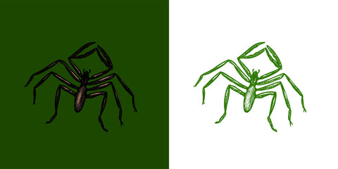 Amblypygi or whip-spider or tailless scorpions. Halloween witchcraft and sorcery insects magician and voodoo hand drawn engraved 