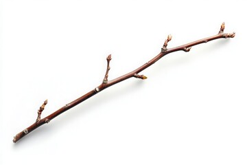 A close-up view of a slender, bare branch with budding twigs against a white background, showcasing early signs of spring and nature's renewal, ideal for botanical illustrations