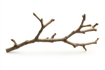 Fototapeta premium A simple, bare tree branch with multiple twigs extending from its main stem, positioned against a white background, showcasing natural textures and shapes for use in design or decoration