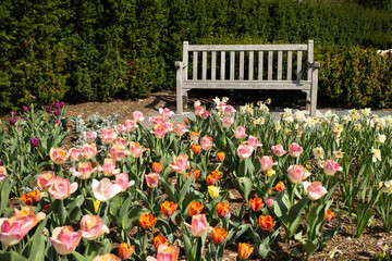 A weathered bench sits in a vibrant garden filled with colorful tulips and daffodils. Perfect for themes of spring, relaxation, or floral beauty.