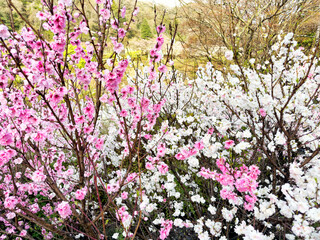 Hakone Japan with blooming cherry trees in spring season