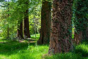 trees in the forest with ivy 