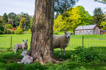 sheep and lambs in the park
