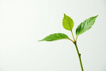 Single, delicate sapling against pure white backdrop , spring, isolated