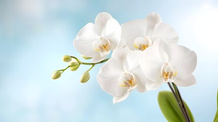 Fototapeta premium Elegant White Orchid Blossoms Against Soft Blue Background Evoking Calm and Tranquility