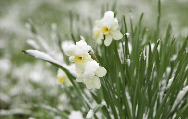 flowers under snow during frost	
