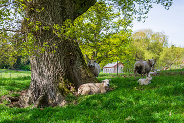 sheep in a meadow