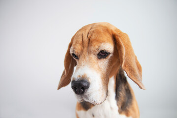 funny beagle dog head looking close up