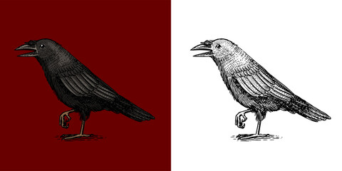 Black crow bird .Halloween witchcraft and sorcery things magician and voodoo hand drawn engraved 