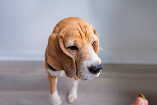 funny beagle dog head looking close up