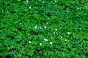 春の花　ニリンソウ