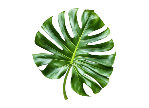 Vibrant monstera deliciosa