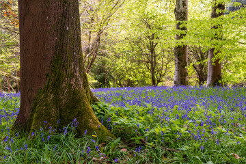 spring in the park, bluebells flowers