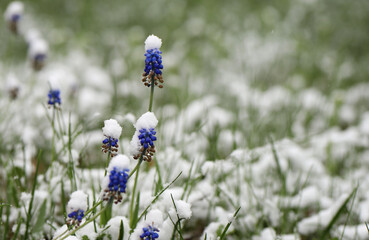 spring flowers under the snow