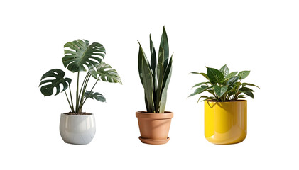 Obraz premium Stylish Indoor Potted Plants Collection isolated transparent background